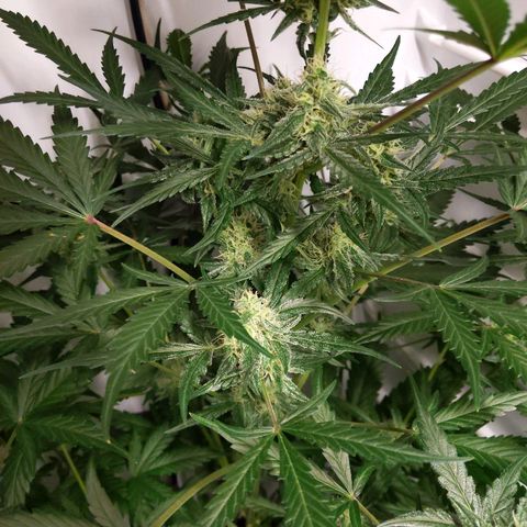 Alaskan Purple Auto growlog timeline photo