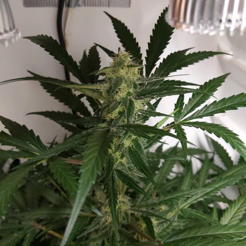 Alaskan Purple Auto growlog timeline photo