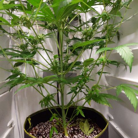 Alaskan Purple Auto growlog timeline photo
