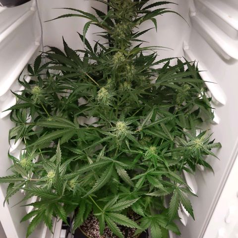 Alaskan Purple Auto growlog timeline photo