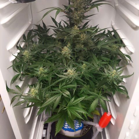 Alaskan Purple Auto growlog timeline photo
