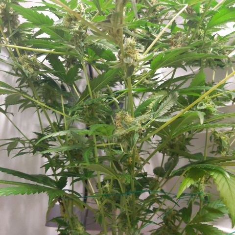 Alaskan Purple Auto growlog timeline photo