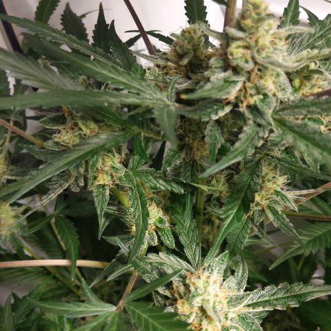 Alaskan Purple Auto growlog timeline photo