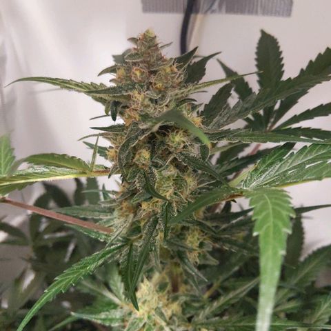Alaskan Purple Auto growlog timeline photo