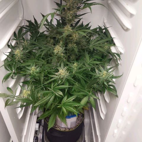 Alaskan Purple Auto growlog timeline photo