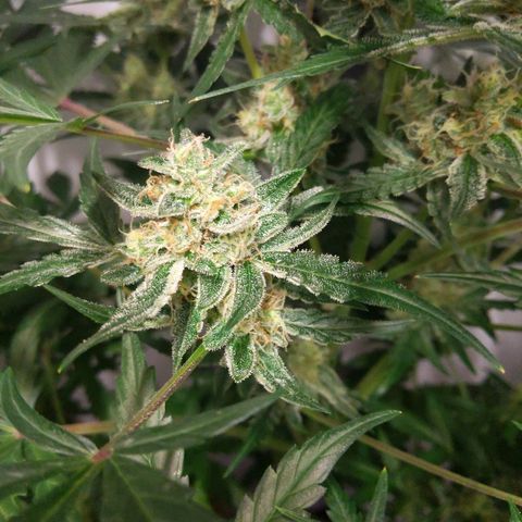 Alaskan Purple Auto growlog timeline photo