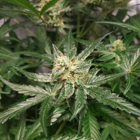 Alaskan Purple Auto growlog timeline photo