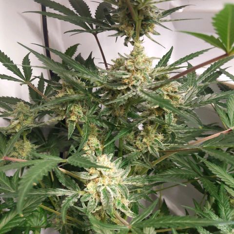Alaskan Purple Auto growlog timeline photo