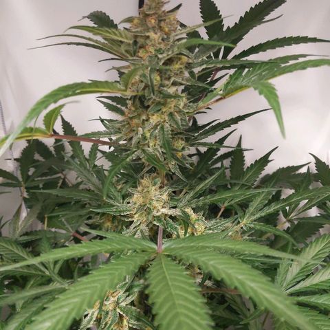 Alaskan Purple Auto growlog timeline photo