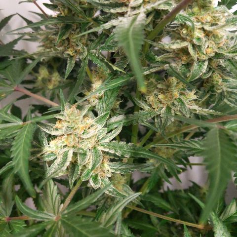 Alaskan Purple Auto growlog timeline photo