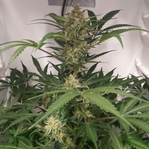 Alaskan Purple Auto growlog timeline photo
