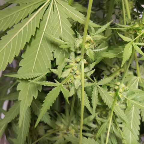 Alaskan Purple Auto growlog timeline photo
