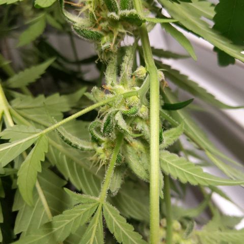 Alaskan Purple Auto growlog timeline photo