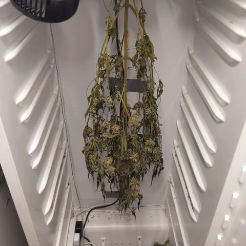 Alaskan Purple Auto growlog timeline photo