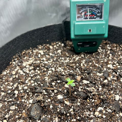 Tangerine Dream AUTO growlog timeline photo