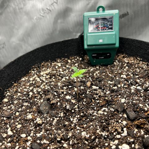 Tangerine Dream AUTO growlog timeline photo