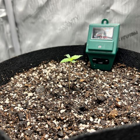 Tangerine Dream AUTO growlog timeline photo