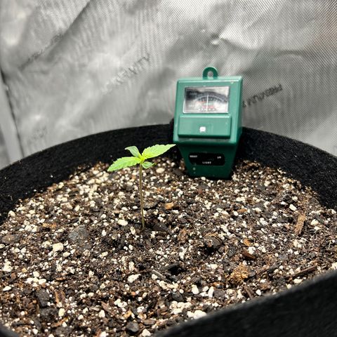 Tangerine Dream AUTO growlog timeline photo
