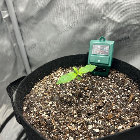 Tangerine Dream AUTO growlog timeline photo