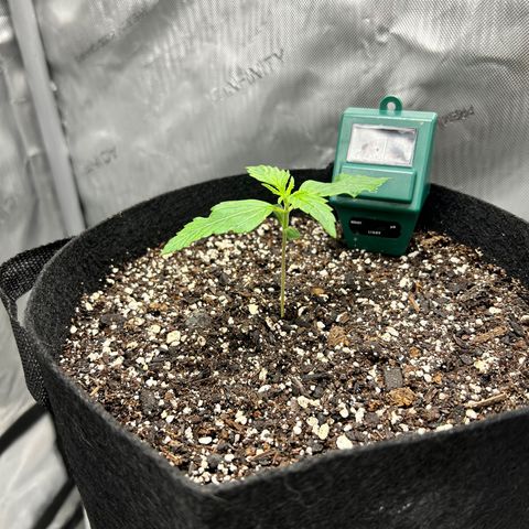 Tangerine Dream AUTO growlog timeline photo