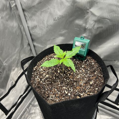 Tangerine Dream AUTO growlog timeline photo