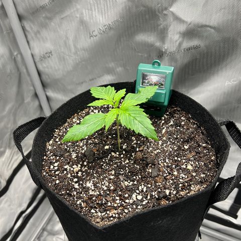 Tangerine Dream AUTO growlog timeline photo