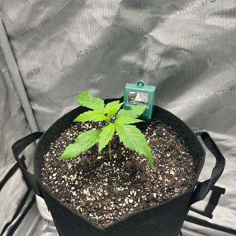 Tangerine Dream AUTO growlog timeline photo