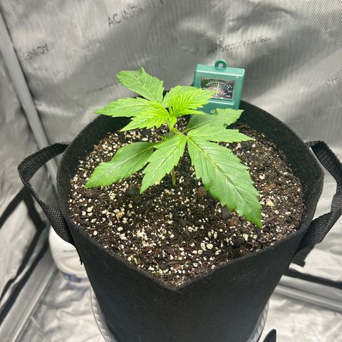 Tangerine Dream AUTO growlog timeline photo