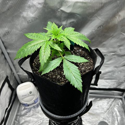 Tangerine Dream AUTO growlog timeline photo