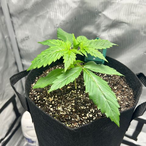 Tangerine Dream AUTO growlog timeline photo