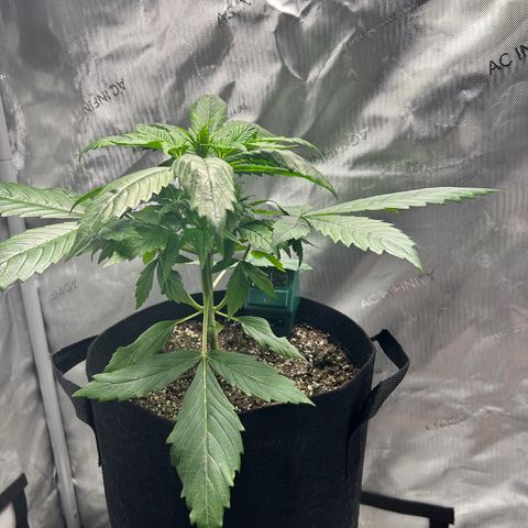 Tangerine Dream AUTO growlog timeline photo