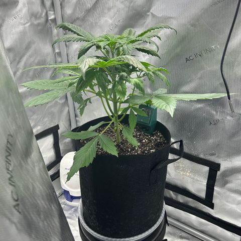 Tangerine Dream AUTO growlog timeline photo