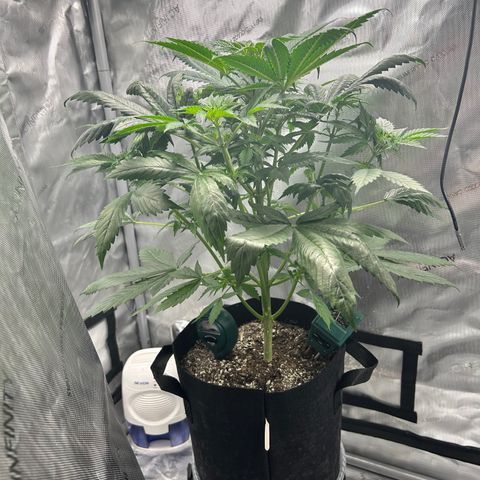Tangerine Dream AUTO growlog timeline photo