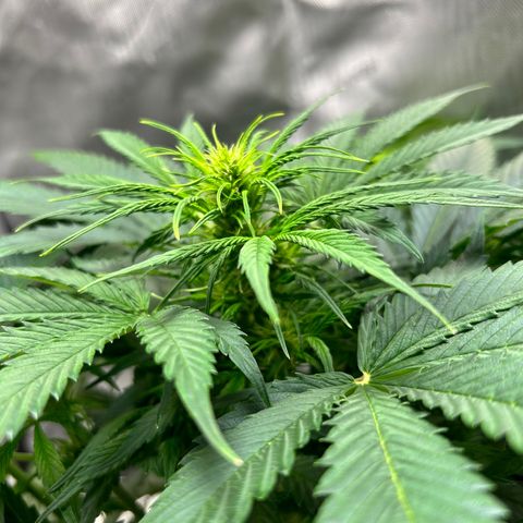 Tangerine Dream AUTO growlog timeline photo