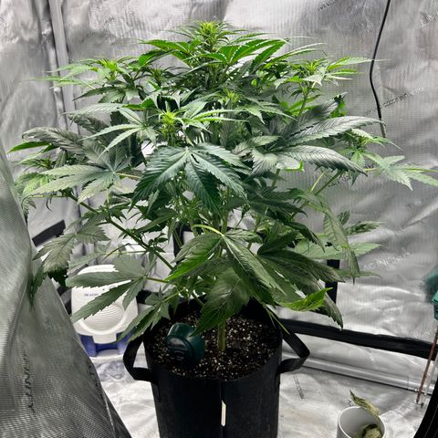 Tangerine Dream AUTO growlog timeline photo