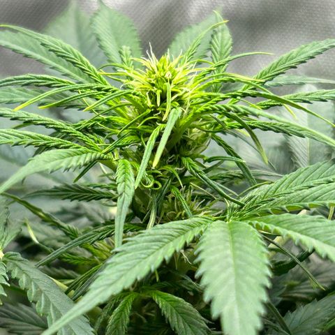 Tangerine Dream AUTO growlog timeline photo