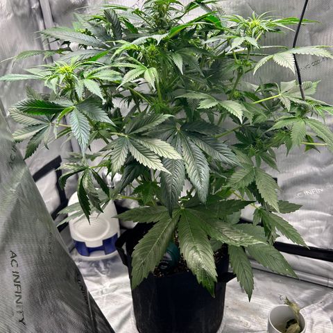 Tangerine Dream AUTO growlog timeline photo