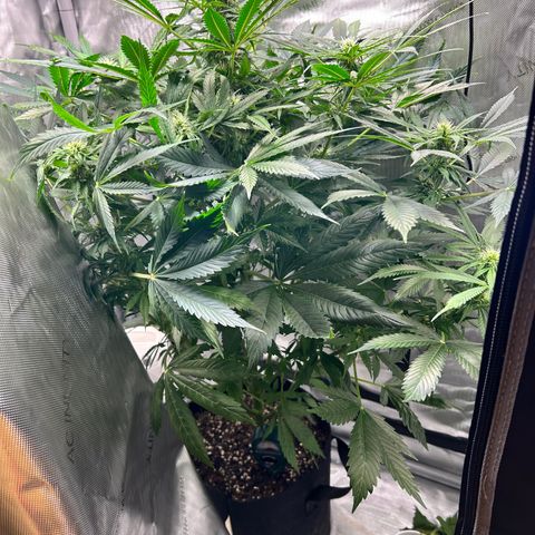 Tangerine Dream AUTO growlog timeline photo