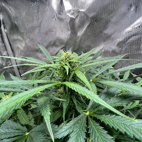 Tangerine Dream AUTO growlog timeline photo