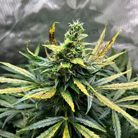 Tangerine Dream AUTO growlog timeline photo