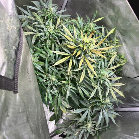 Tangerine Dream AUTO growlog timeline photo