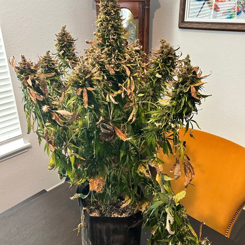 Tangerine Dream AUTO growlog timeline photo