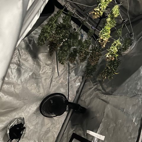 Tangerine Dream AUTO growlog timeline photo