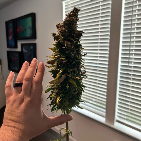 Tangerine Dream AUTO growlog timeline photo