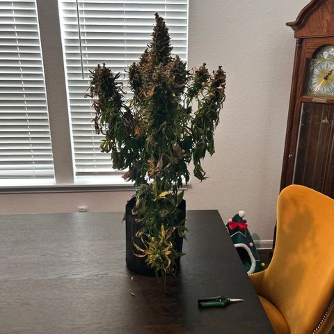 Tangerine Dream AUTO growlog timeline photo