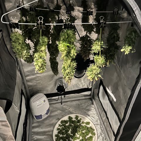 Tangerine Dream AUTO growlog timeline photo