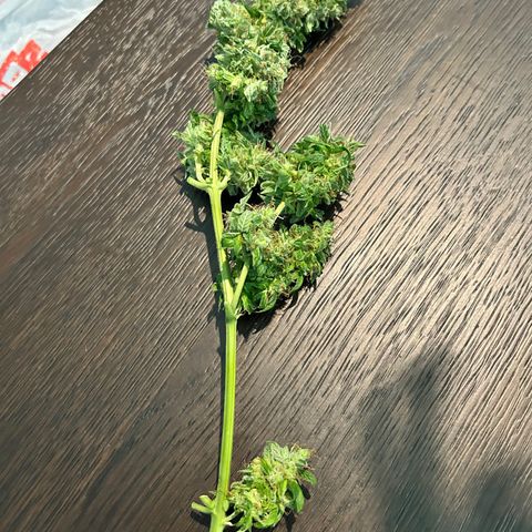 Tangerine Dream AUTO growlog timeline photo