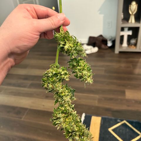 Tangerine Dream AUTO growlog timeline photo