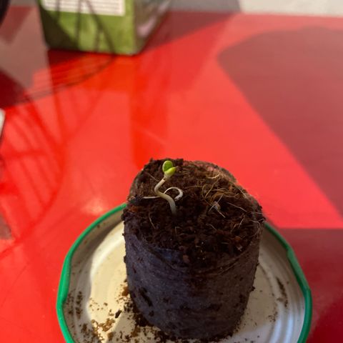 Sticky Orange XXL Automatic growlog timeline photo