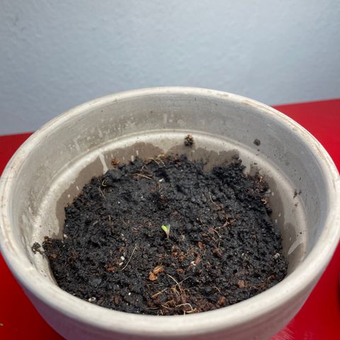 Sticky Orange XXL Automatic growlog timeline photo